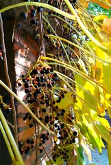 IMG_20181105_104104