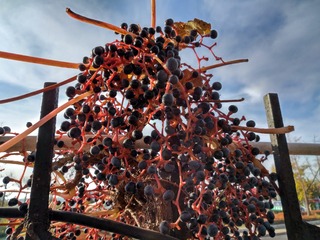IMG_20181106_082732_HDR