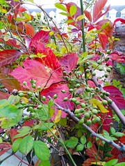 IMG_20181020_161929