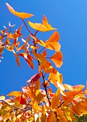 IMG_20181028_105518