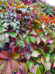 IMG_20181016_132448