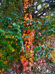 IMG_20181019_164331