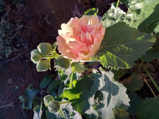 IMG_20181031_094225_HDR
