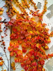 IMG_20181016_135151