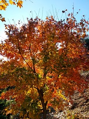 IMG_20181101_152814