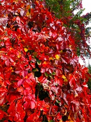 IMG_20181025_164253