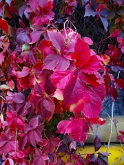 IMG_20181025_073054