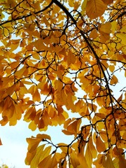 IMG_20181105_084321