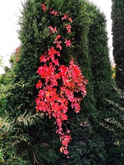 IMG_20181020_162100