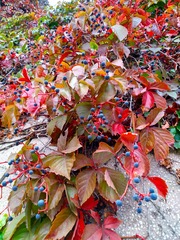 IMG_20181016_135018