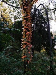 IMG_20181105_070059