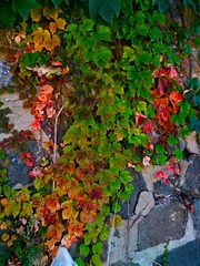 IMG_20181019_164225