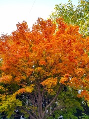 IMG_20181105_154913