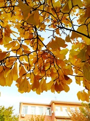 IMG_20181105_084420