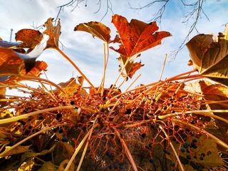 IMG_20181106_085412