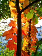 IMG_20181020_075218