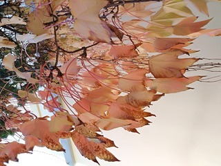 IMG_20181027_143129