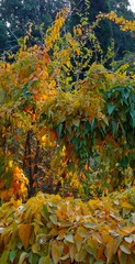 IMG_20181103_205739