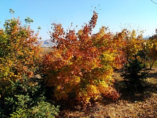 IMG_20181101_152650