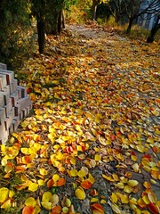 IMG_20181103_175720