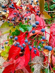 IMG_20181016_134938