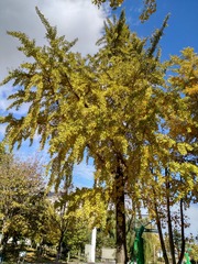 IMG_20181028_131924_HDR