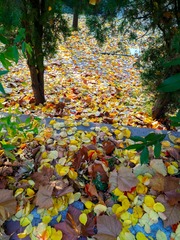 IMG_20181103_175837