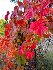 IMG_20181016_135718