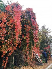 IMG_20181025_131233