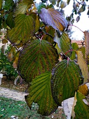 IMG_20181104_070615