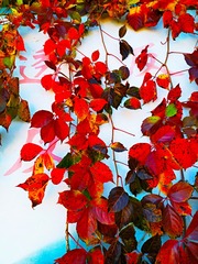 IMG_20181019_164200