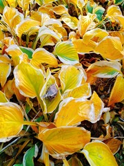 IMG_20181105_152131