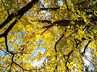 IMG_20181106_081345_HDR