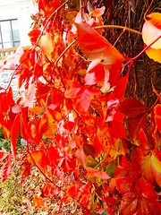 IMG_20181025_164314