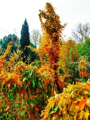 IMG_20181104_173557