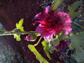 IMG_20181031_094157_HDR