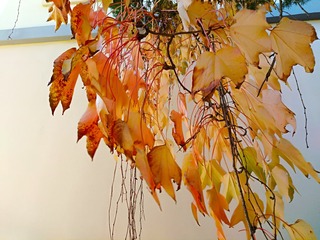 IMG_20181028_091537