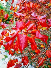 IMG_20181104_072101