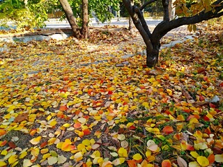 IMG_20181103_175630
