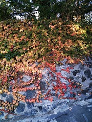 IMG_20181019_164453