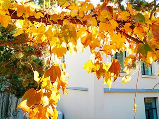 IMG_20181028_091244