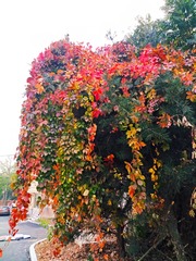 IMG_20181025_131307