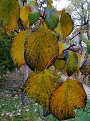 IMG_20181104_072009