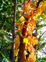 IMG_20181020_075354