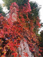 IMG_20181025_131221