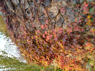IMG_20181105_081455_HDR