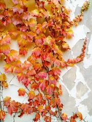 IMG_20181016_135201