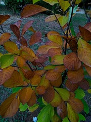 IMG_20181020_162653
