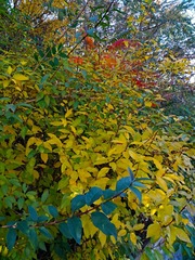 IMG_20181101_153145