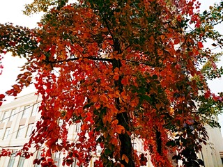 IMG_20181025_163918
